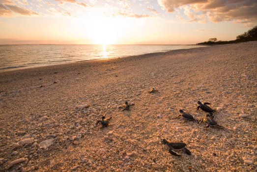 Young green turtles make their way to the water on Heron Island.