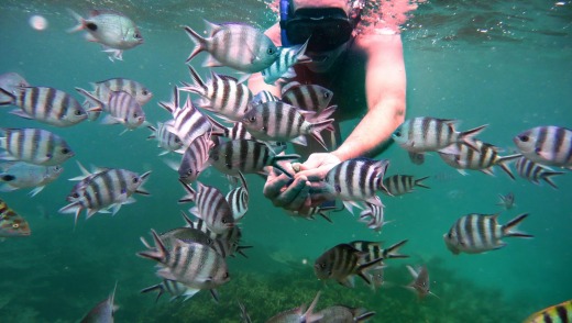 Friendly fish: Snorkelling in  Mauritius.
