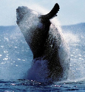 Rare privilege: Swimming with humpback whales in Hervey Bay, Queensland is controversial and still in its infancy.