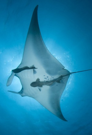 Giants of the sea: There's no more graceful a sight that diving with manta rays off Stradbroke Island, Queensland.