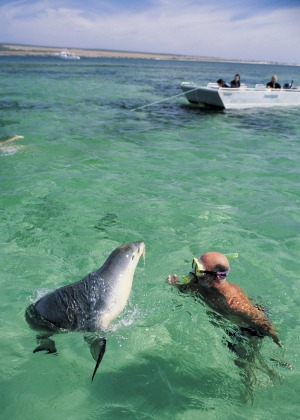 Sheer joy: It's hard to beat the delightful experience of swimming with sea lions at Baird Bay, Eyre Peninsula.