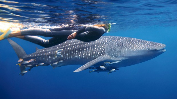 Heart-joltingly dramatic: Snorkelling with whale sharks off Ningaloo Reef in Northern Western Australia.