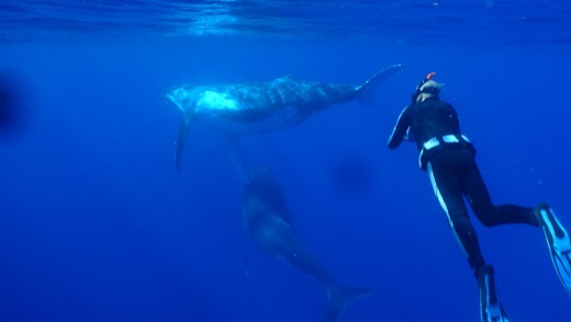 For divers, the visibility is exceptional, with humpback whales among the sightings.