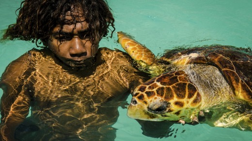 Close contact: If the turtles are feeling friendly, you can join them for a swim as shown by this boy with a loggerhead ...