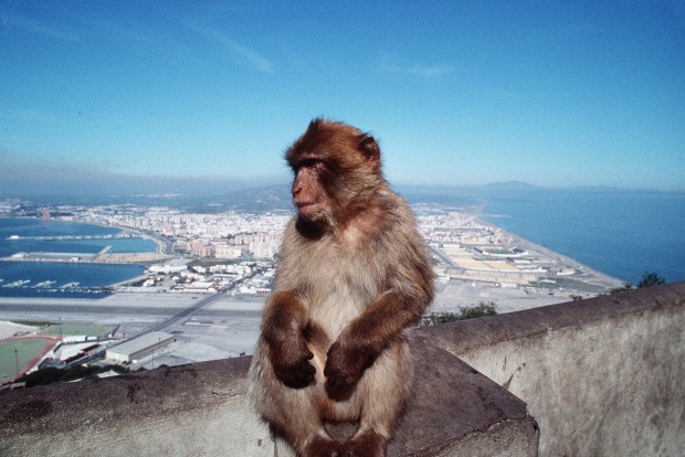 Gibraltar (6 square km. Population: 30,000). Gibraltar is famous for two things: its huge landmark rock that dominates ...