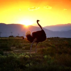 Wide, open space ... an ostrich roams on a wildlife reserve.