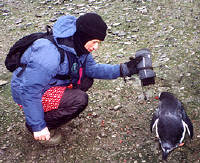 Sam Kawar uses glove to lure a penguin