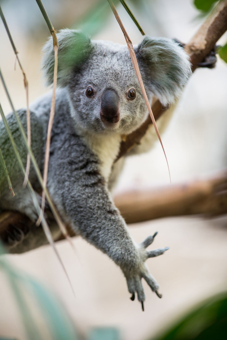 A koala clings to a branch.