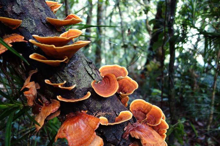 Msuhrooms growing on a tree in Finch Hatton Gorge, Eungella National Park.