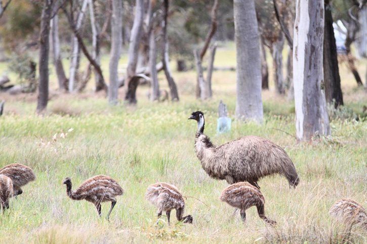 A family of flightless Australian birds, the emu, forages through Australia's grasslands.