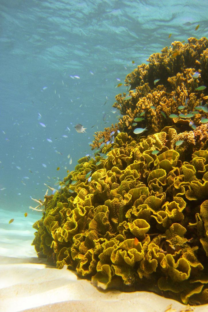 Fish around a cluster of coral in the Great Barrier Reef.