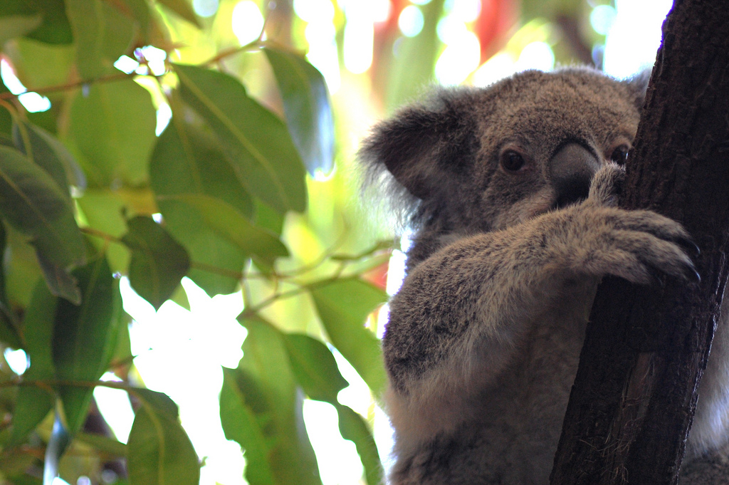 A koala clings to a branch.