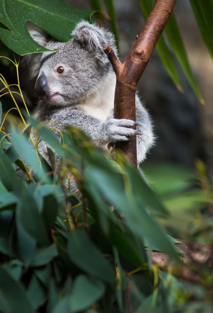 A koala clings to a branch.