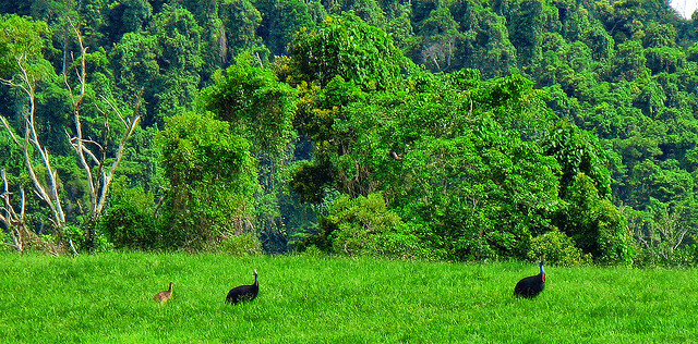 Two cassowaries and a chick in a field.