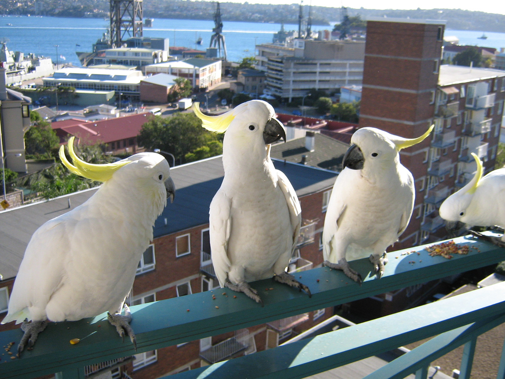Cockatoos sit on railing with the harbor visible in the background.