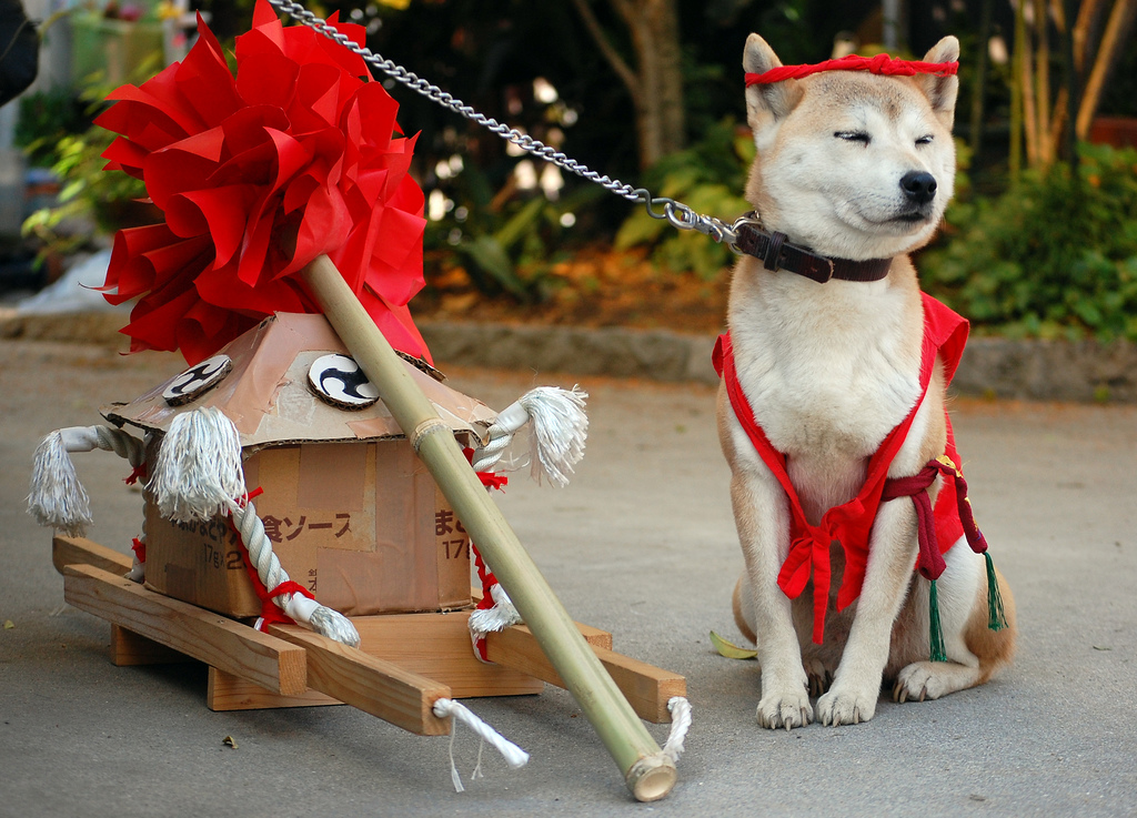 A leashed shiba inu wears a costume including a red headband while sitting next to a carboard mini-shrine float.