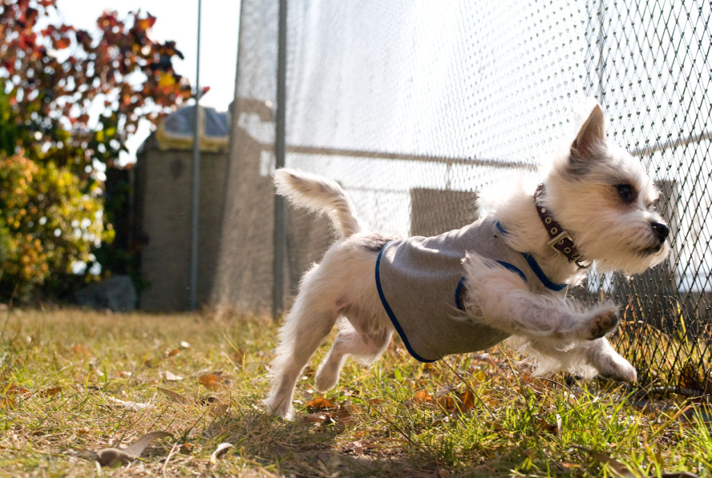 Benson, a small white poodle-chin cross scampers in the grass next to a chainlink fence.