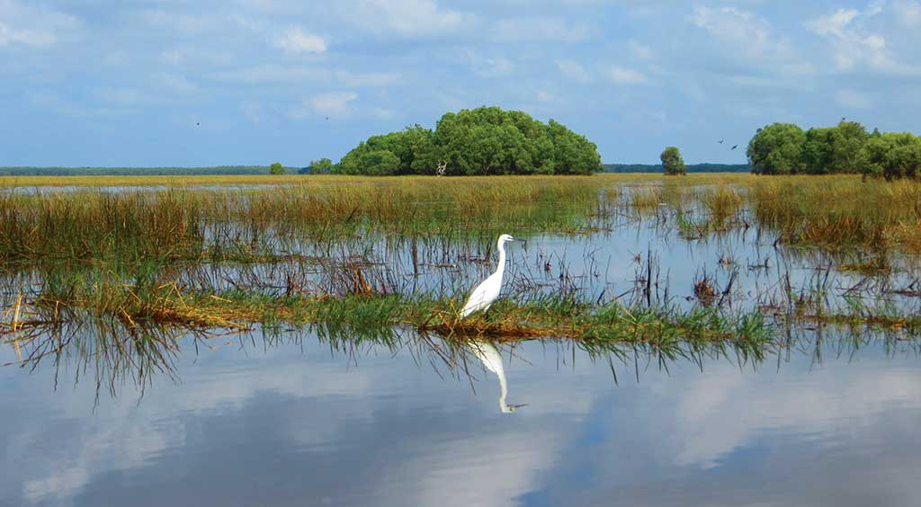 A stork in Tram Chim National Park. Photo © Dana Filek-Gibson.