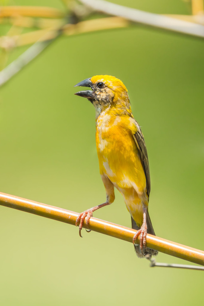 The Asian Golden Weaver. Photo © Kajornyot/123rf.