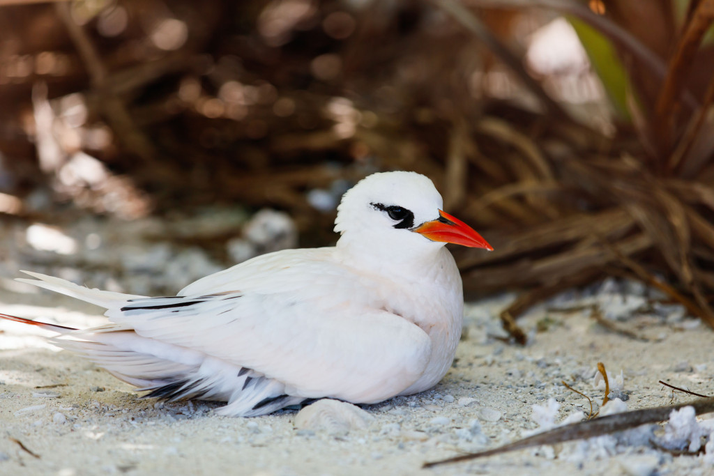 The red-tailed tropicbird is Bermuda's national bird. Photo © BlueOrange Studio/123rf.