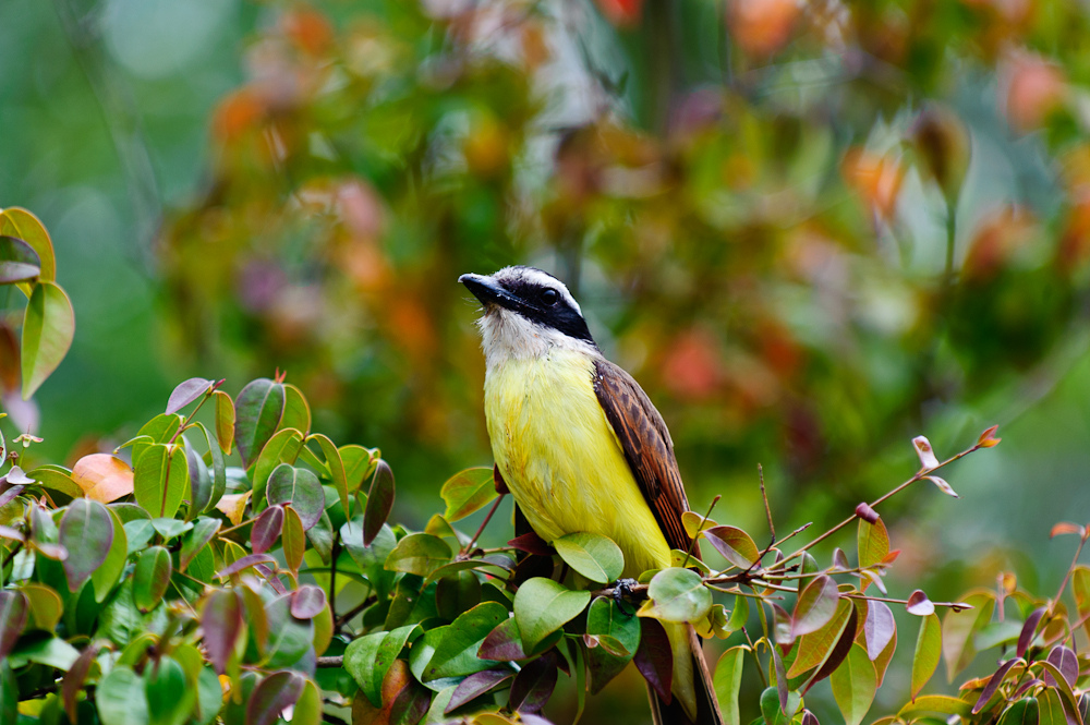 The yellow-chested kiskadee is known to be raucous and bossy. Photo © <a href="https://www.flickr.com/photos/photo_fiend/7126011767/">Craig Stanfill</a>, licensed Creative Commons distribution.