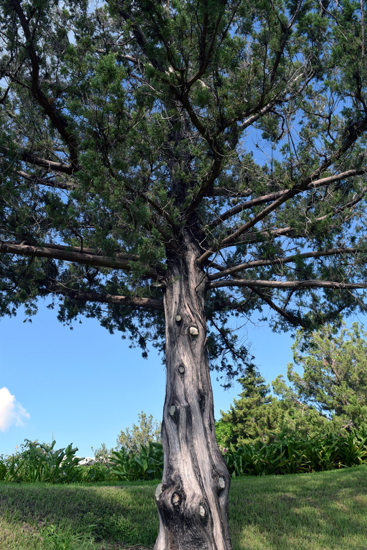In the 1940s an environmental tragedy nearly wiped out the Bermuda cedar.