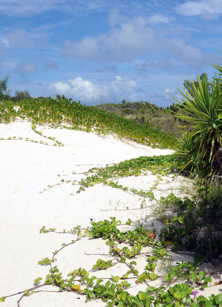 Sand dunes along Bermuda's south shore.