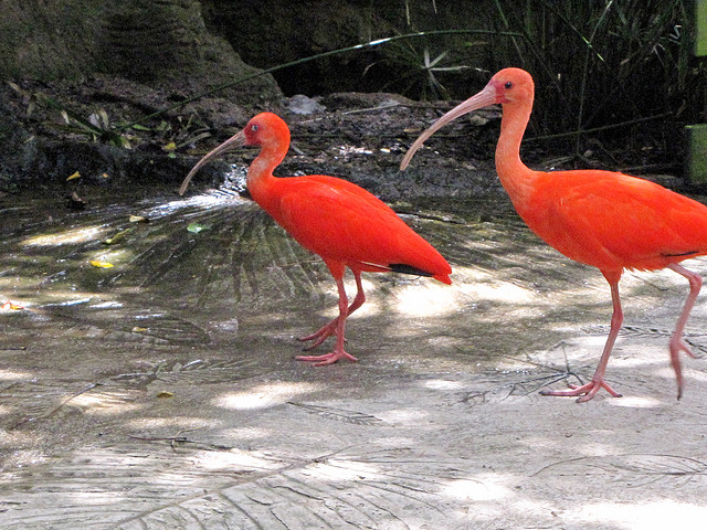 A pair of scarlet ibis birds walk along the sandy ground.