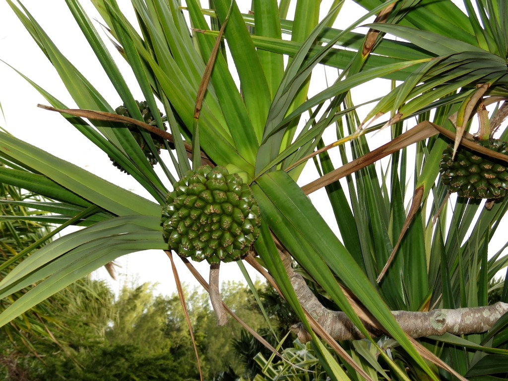 Spiky green fruits hang off a tree with leaves resembling palm fronds.
