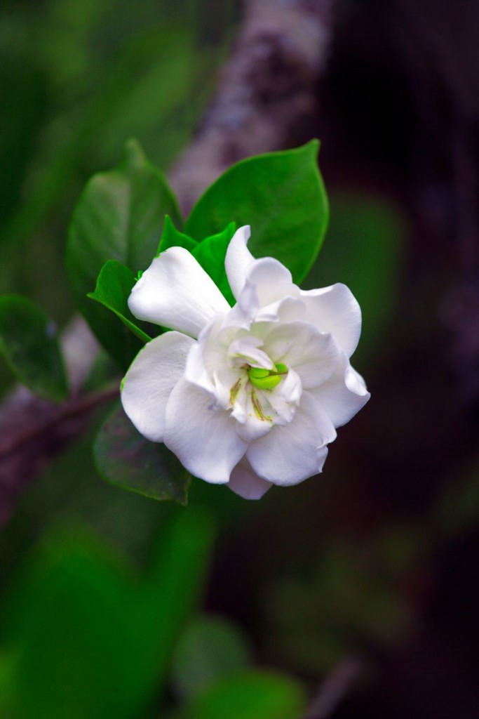 Cuba's national flower is the mariposa, a white-petaled flower that is a type of jasmine.