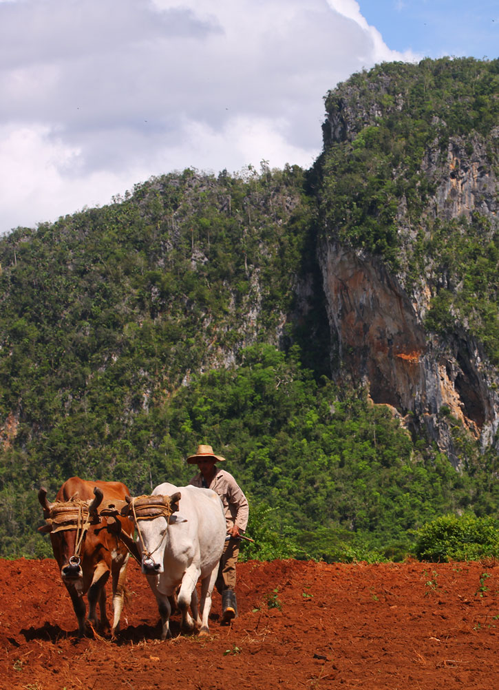 A farmer and an ox-driven plows in Cuba's Pinar del Rio.