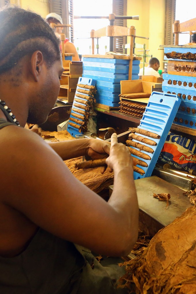 A man works rolling cigars in a Cuban factory.
