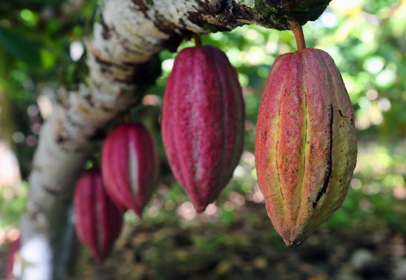 Cacao pods hang on the branch at Finca Duaba in Baracoa, Cuba.