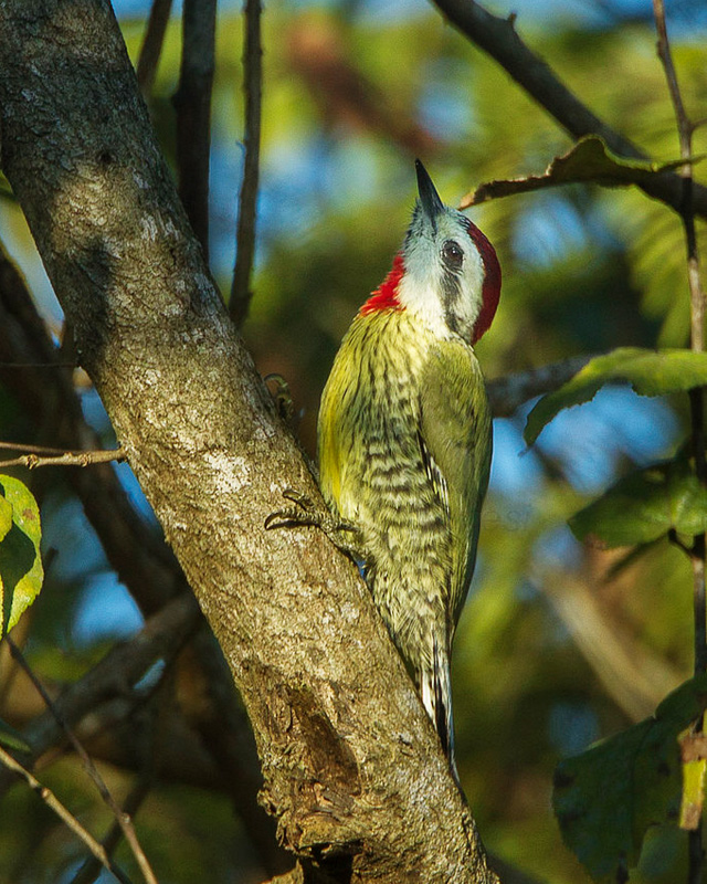 A green Cuban woodpecker.