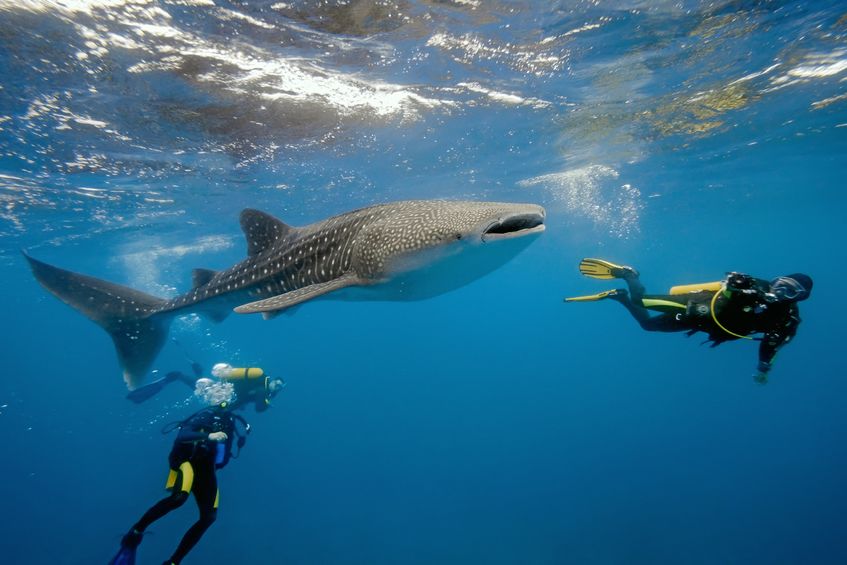 Divers swim alongside a whale shark.