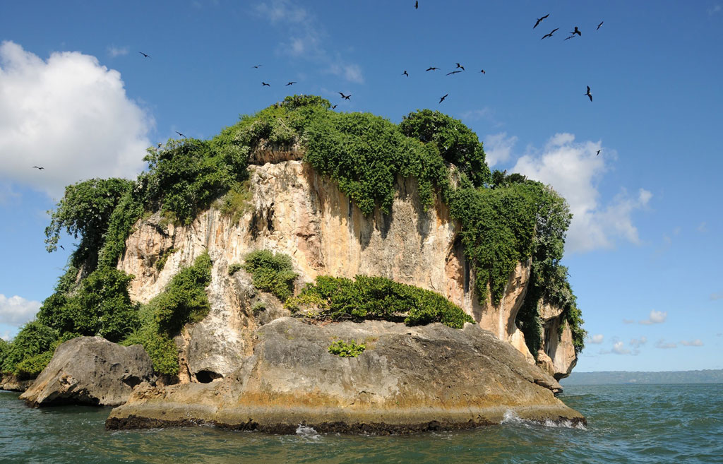 Birds circle a small rocky island topped with vegetation.
