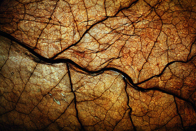 Light filtering through a dried tobacco leaf.