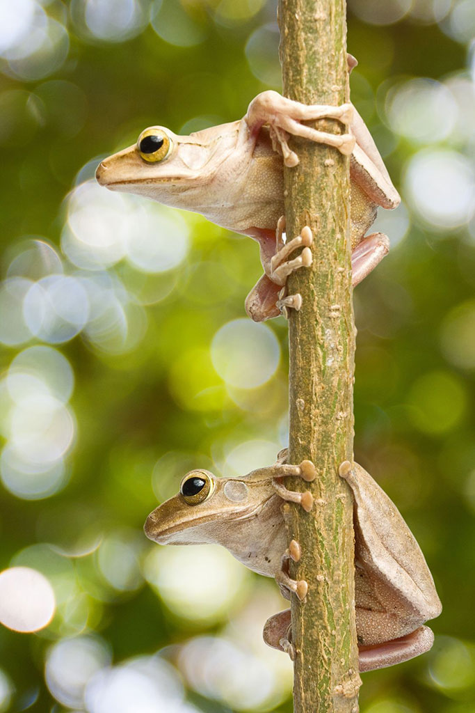 Coqui tree frogs. Photo © Panachai Cherdchucheep/123rf.