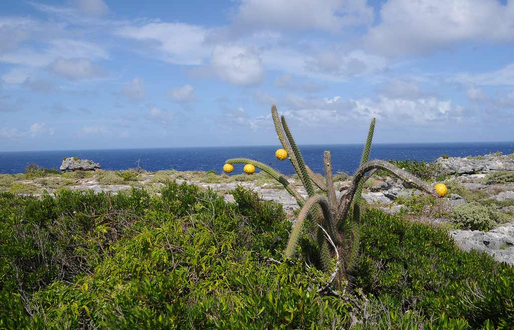 Higo Chumbo Cactus on Mona Island. Photo © <a href="https://www.flickr.com/photos/usfwssoutheast/5840529814/">U.S. Fish & Wildlife Southeast Region</a>, licensed Creative Commons usage.