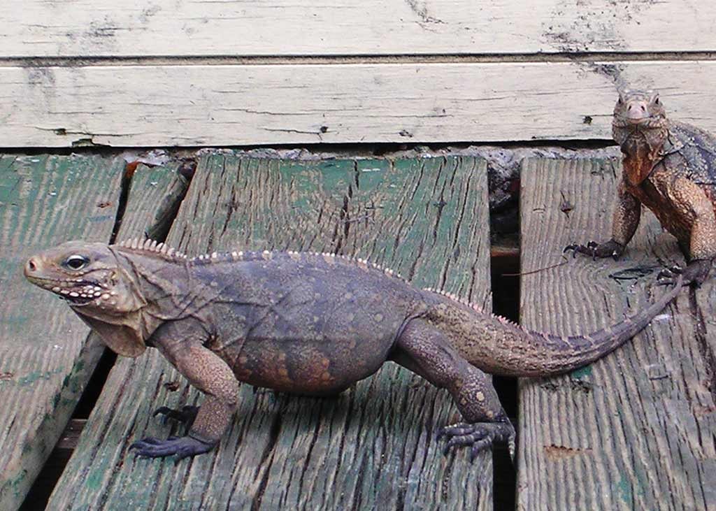 Mona iguanas are only indigenous to Mona Island. Photo © Suzanne Van Atten.