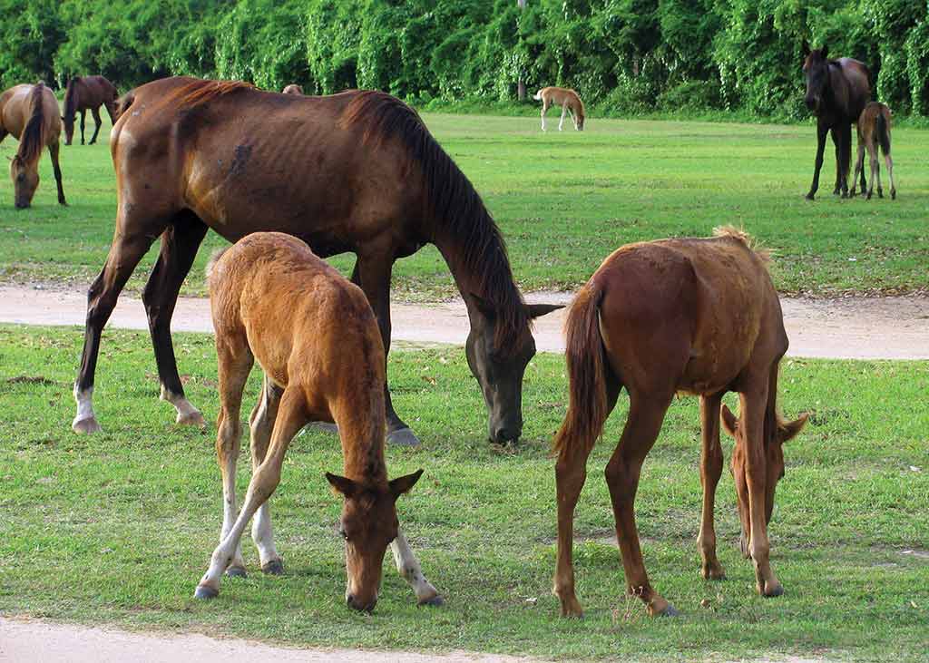 Paso Fino horses. Photo © Suzanne Van Atten.