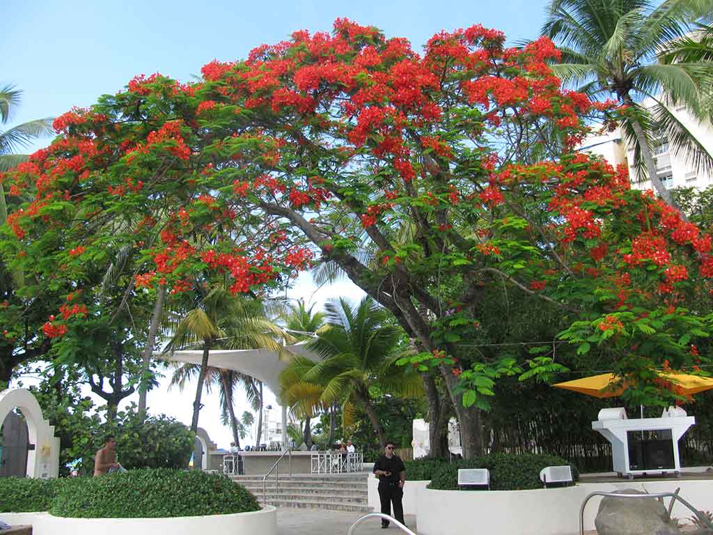 The vibrant flamboyan tree. Photo © Suzanne Van Attn.