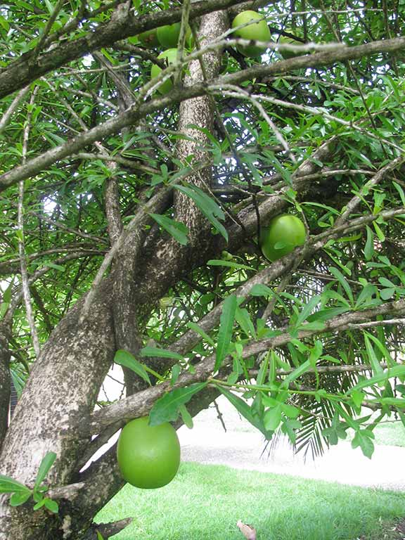 Gourds produced by the calabash tree were used for storage by the Taíno. Photo © Suzanne Van Atten.