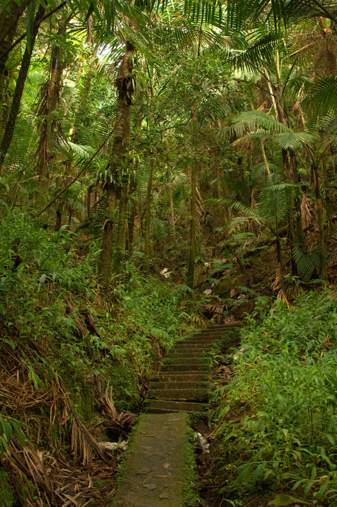 Footpaths at El Yunque National Forest. Photo © <a href="https://commons.wikimedia.org/wiki/File:El_Yunque_Rainforest_09.jpg">drbeachvacation</a>, <a href="https://commons.wikimedia.org/wiki/File%3AEl_Yunque_Rainforest_09.jpg">via Wikimedia Commons</a>.