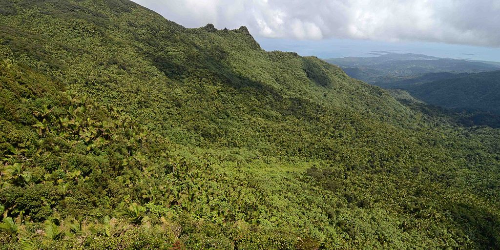 El Yunque National Forest, Puerto Rico. Photo © Geoff Gallice from Gainesville, FL, USA (El YunqueUploaded by pixeltoo) [<a href="http://creativecommons.org/licenses/by/2.0">CC BY 2.0</a>], <a href="https://commons.wikimedia.org/wiki/File%3AEl_Yunque_National_Forest%2C_Puerto_Rico_by_Geoff_Gallice_-_001.jpg">via Wikimedia Commons</a>.