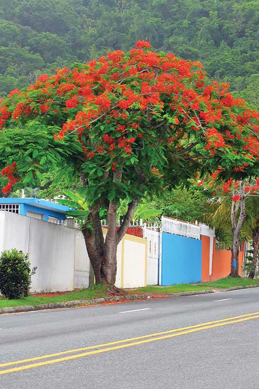 Flamboyan trees blossom throughout the island in summer months. Photo © Suzanne Van Atten.