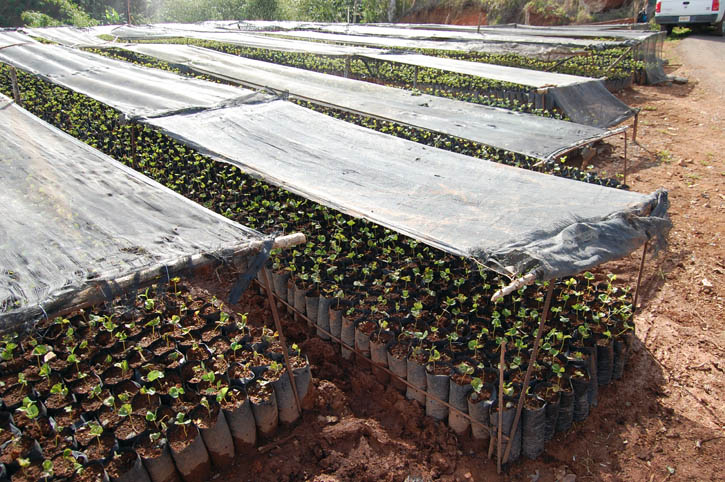 Coffee seedlings in Maricao, Puerto Rico.