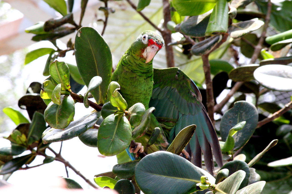 A green parrot perches on a branch and spreads its wings.