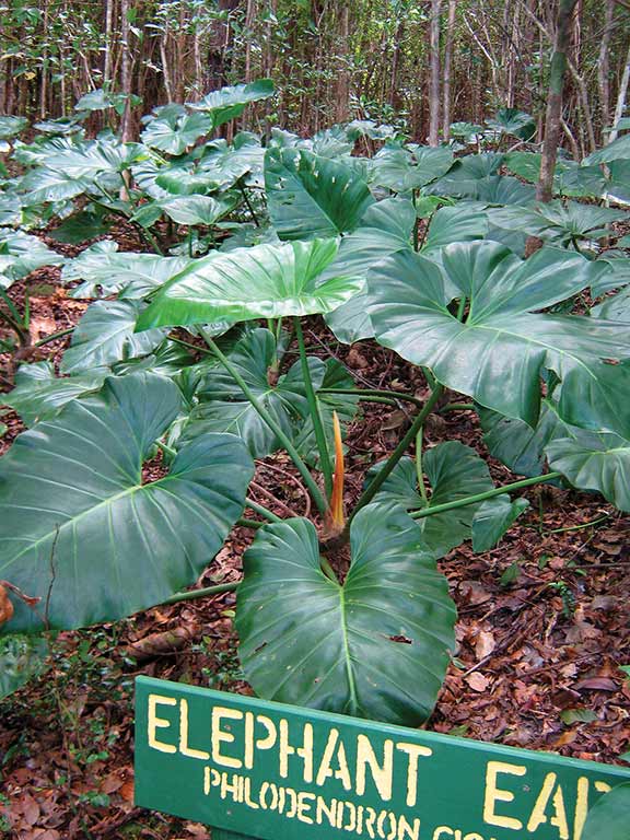 Giant elephant ears at Sage Mountain National Park. Photo © Susanna Henighan Potter.