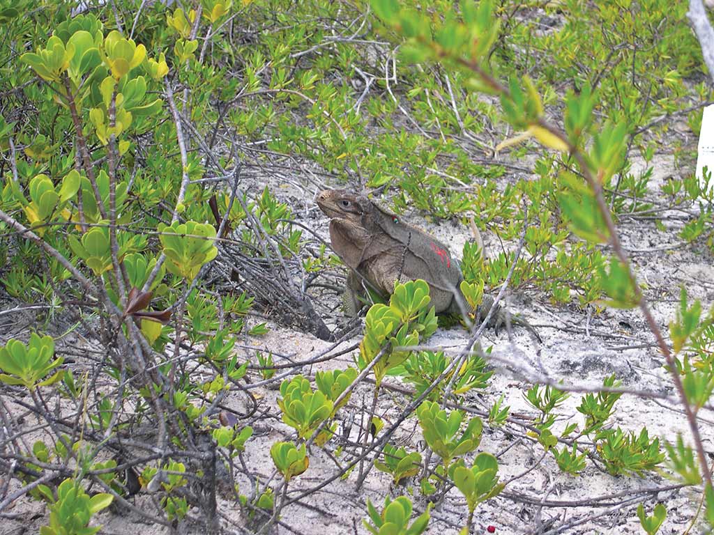 The Anegada rock iguana is making a comeback, thanks to the iguana head-start program. Photo © Susanna Henighan Potter.